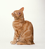 Ginger marmalade kitten sitting up