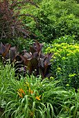 Grasses, shrubs, and tropical planting in woodland garden