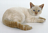 Red point british shorthaired cat
