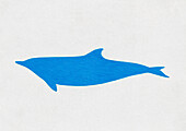 Atlantic hump-backed dolphin, illustration