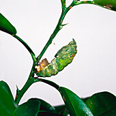 Pupa of the citrus swallowtail