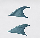 Dorsal fin from Bryde's whale, illustration