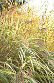 Miscanthus sinensis variegatus clump of grass