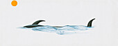 Partially-submerged pilot whale, illustration