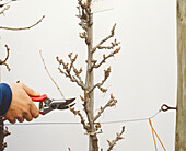 Person using secateurs to prune stem