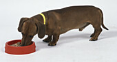 Dachshund eating out of red food bowl