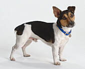 Jack russell terrier puppy