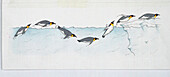 Penguin jumping onto ice, illustration