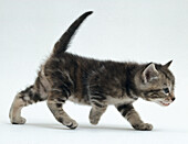 Tabby kitten walking