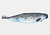 Narwhal, illustration