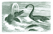 Encounter between Ichthyosaur and plesiosaur, illustration