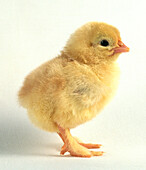 Three day old chick