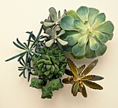 Collection of succulents