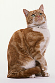 Marmalade coloured cat