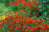 Red and orange flowers growing in a summer border