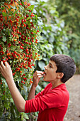 Boy picking cherry tomato off trailing stems to eat