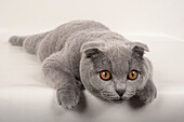 Blue Scottish fold cat