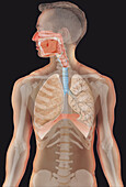 Skeleton and respiratory system, composite image