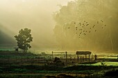 Farm at dawn, Kerala, India