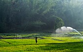 Farm worker on a farm, India