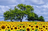 Field of sunflowers, Karnataka, India
