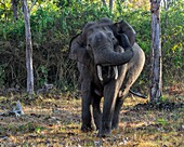Elephant scratching its ear