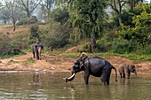Elephants at the Moyar River, India