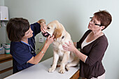 Labrador puppy being checked over by a vet