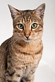 Savannah F6 shorthair cat