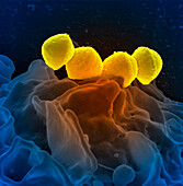 Streptococcus pyogenes bound to a neutrophil, SEM