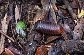 Pill bug