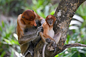 Proboscis monkeys grooming