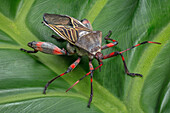 Giant mesquite bug