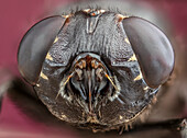 Face of a botfly