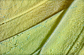 Cloudless sulphur butterfly wing