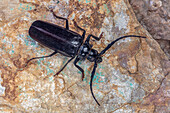 Palo verde beetle
