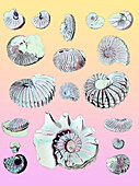Cretaceous nautili and ammonite fossils
