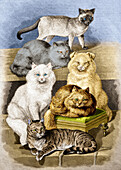 Breeds of cats, 1897