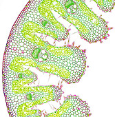 Ammophila, leaf, light micrograph
