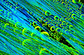 Ephedrine crystals, light micrograph