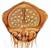 Pygidium flea, light micrograph