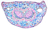 Ginkgo biloba petiole, light micrograph