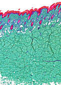 Calf skin, light micrograph