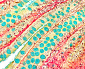 Rectum goblet cells, light micrograph