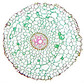 Lilium young root, light micrograph