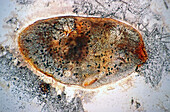Paramecium, silverline system, light micrograph