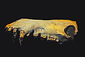 Hell pig skull (Archaeotherium mortoni)