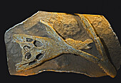 Crocodile fossil (Crocodylus acutus)