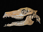 Early small camel skull (Poebrotherium wilsoni)