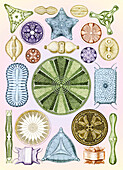 Diatoms, Microalgae, Ernst Haeckel